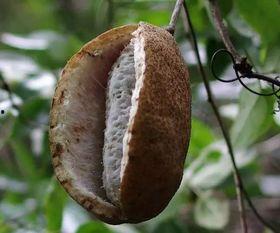 找可以吃的八月瓜视频在线观看,视频带你领略美味八月瓜