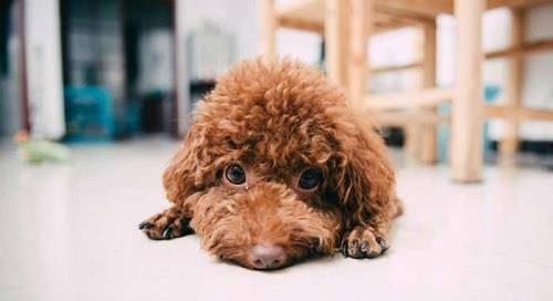 泰迪吃瓜完整视频