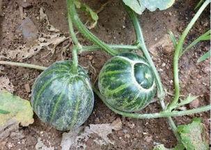 胡子瓜怎么烙着吃啊视频,家常美味新尝试