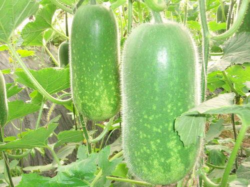 真实还原吃瓜图片视频,揭秘吃瓜群众的真实瞬间