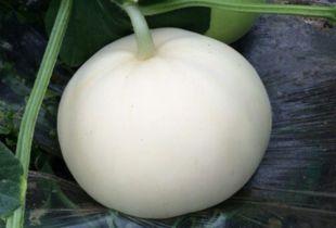 吃梨瓜的搞笑视频,笑料横生的搞笑视频来袭！