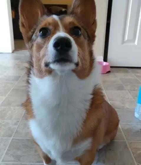 柯基在线吃瓜视频,萌态十足引网友爆笑