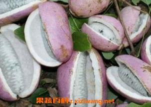 日本吃八月瓜视频,日本街头独特风味大揭秘