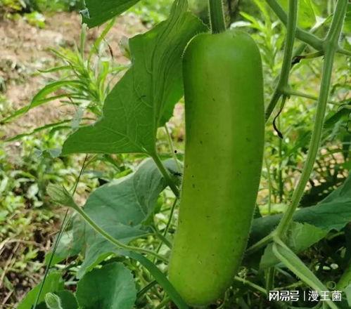 怎么获得吃瓜种子视频,轻松获取热门吃瓜视频种子的独家秘籍