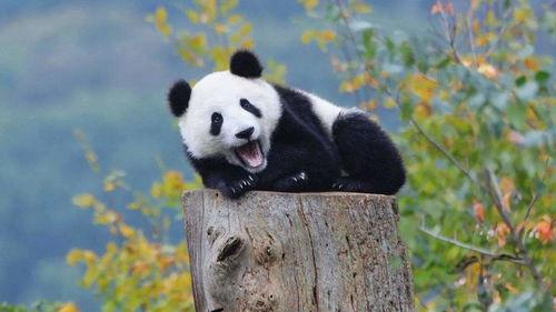 熊猫吃瓜搞笑视频合集大全,搞笑视频合集大盘点