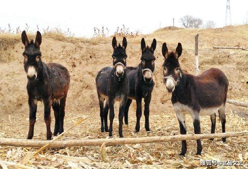 吃瓜视频大妈怕驴饿,吃瓜视频里的温馨一幕
