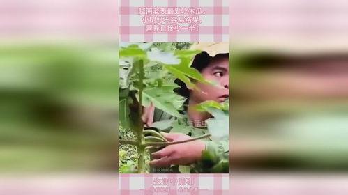 越南老表吃瓜视频播放,揭秘东南亚独特美食文化