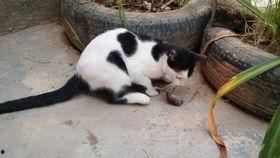 乳瓜可以给猫吃吗视频,猫咪的新鲜美味小零食？揭秘猫咪饮食新选择