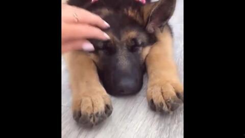 吃瓜群众小狼狗视频大全,趣味横生的欢乐时光